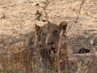 Marion, Romane South Africa 2014 (39 of 63) : KNP Satara area, Marion visit